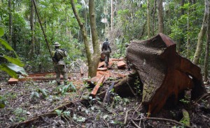 illegal-logging