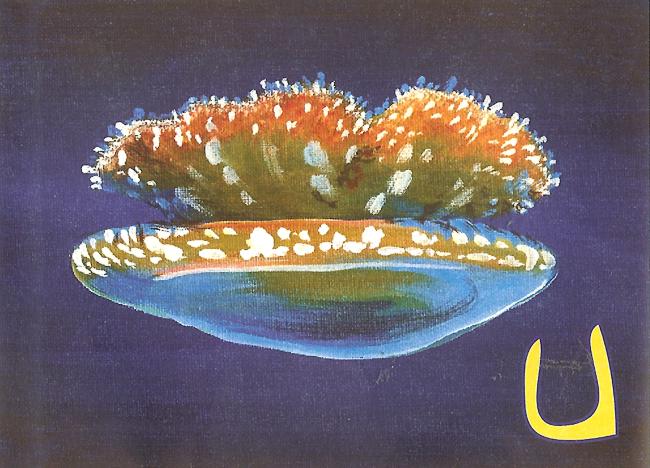 Upsidedown Jellyfish