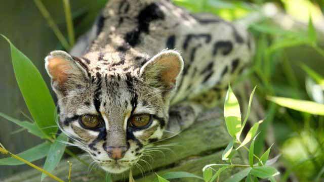 The Big Cats of Belize, Belize Animals, Caribbean Critters