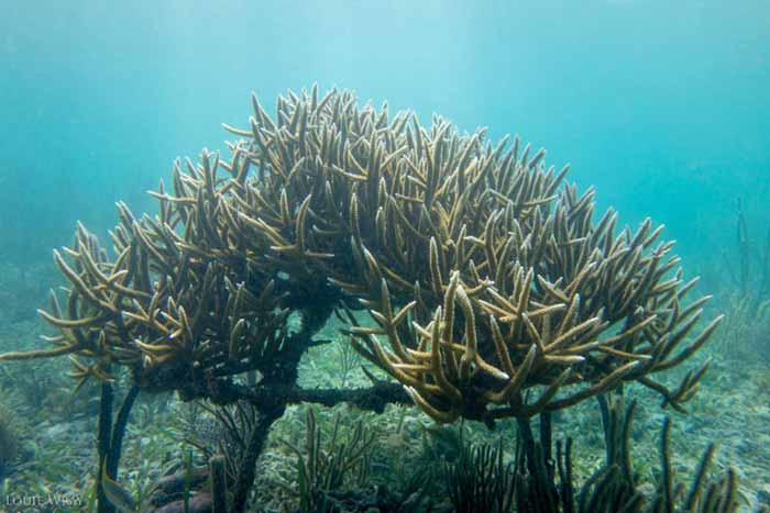 Acropora corals are thriving in Belize yet vanishing from nearby reefs •