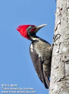 Lineated Woodpecker, birds of Belize