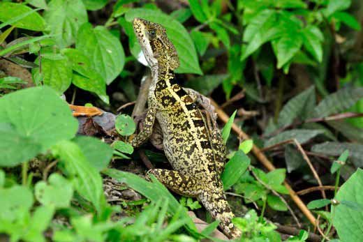 Basilisk Lizard (female)