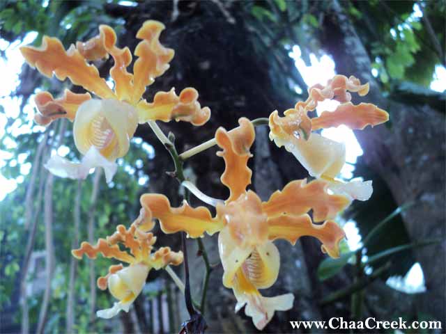 Belize's Cowhorn Orchid
