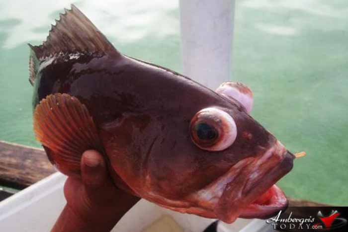 Odd Looking Fish Caught in San Pedro - Ambergris Caye Belize Message Board