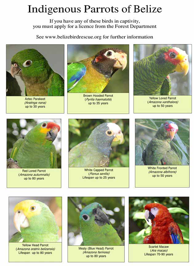 Indigenous Parrots of Belize: Animals, Caribbean Critters