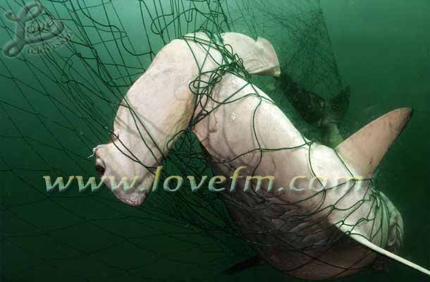 Gillnetting: A Dangerous Activity for Marine Life - Ambergris Caye