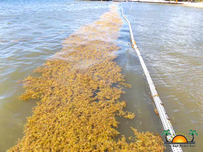 Experts Warn That Sargassum In Cancun Can Cause Mild Skin Rashes For Some  Tourists - Cancun Sun