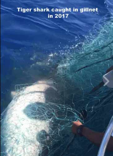 Oceana vs Shark Fishers Association on Gillnets - Ambergris Caye