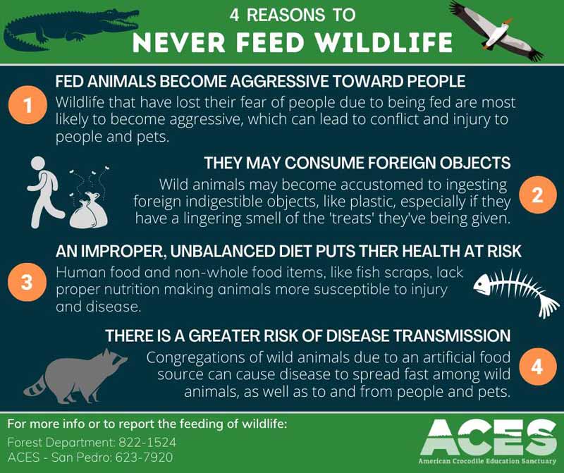Don't Feed the Wildlife! - Ambergris Caye Belize Message Board