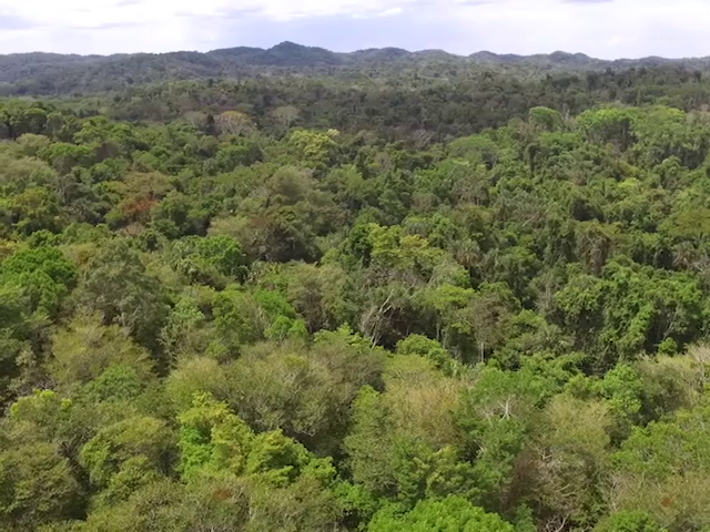 Lowland Tropical Forest and its Productivity - Ambergris Caye Belize ...