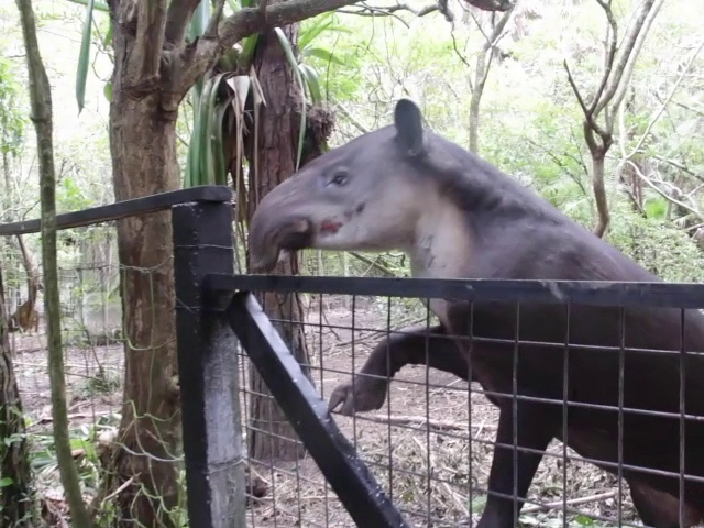 Tapirs, the National Animals of Belize - Ambergris Caye Belize Message Board