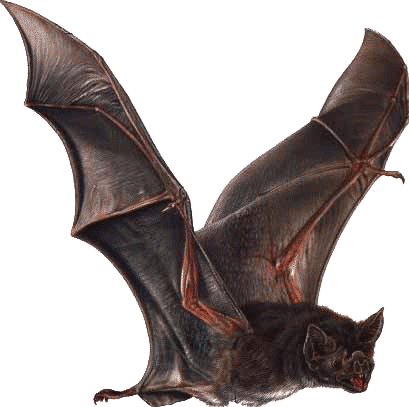 The Vampire Bat, Belize Animals, Caribbean Critters