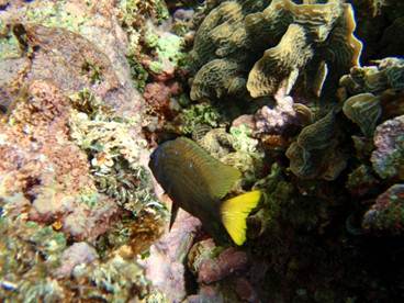 Description: Yellowtail Damselfish 1.JPG