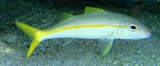 Description: Yellow Goatfish 1.JPG