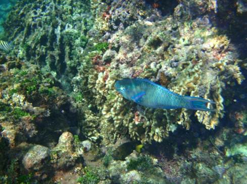 Description: Queen Parrotfish.JPG