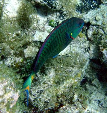Description: Stoplight Parrotfish 1 (2).JPG