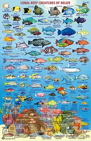 A Field Guide to the Coral Reef Fishes of the Indian and Western Pacific Oceans