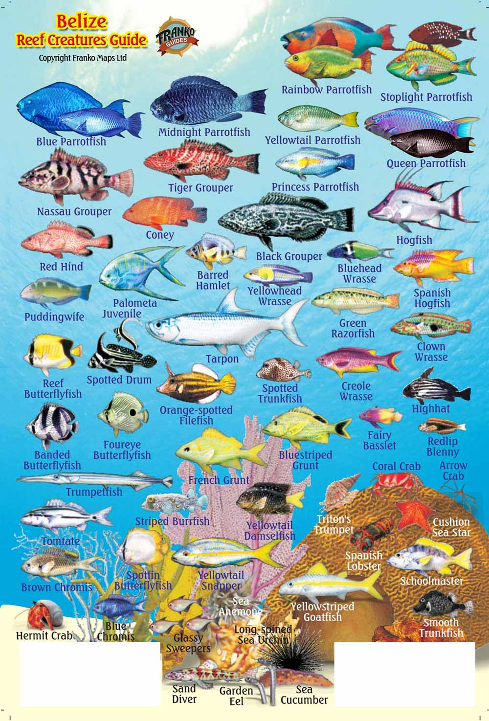 Belize Maps, Dive/Fish ID Cards