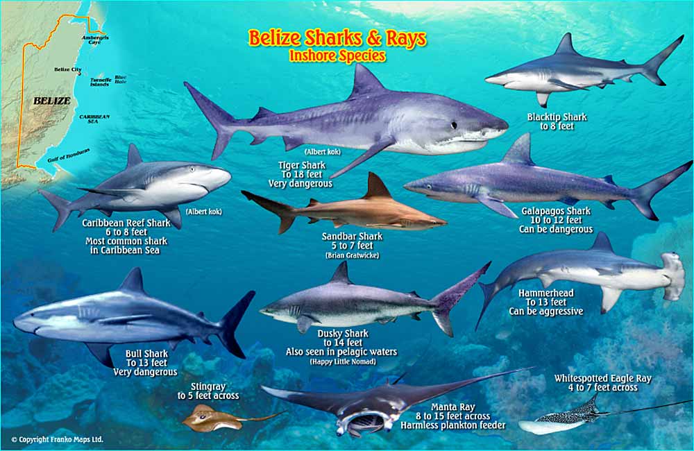 Shark Identification Chart