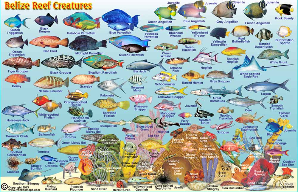 Belize Maps, Dive/Fish ID Cards