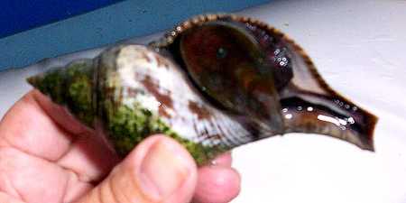 Atlantic Titain shell.jpg