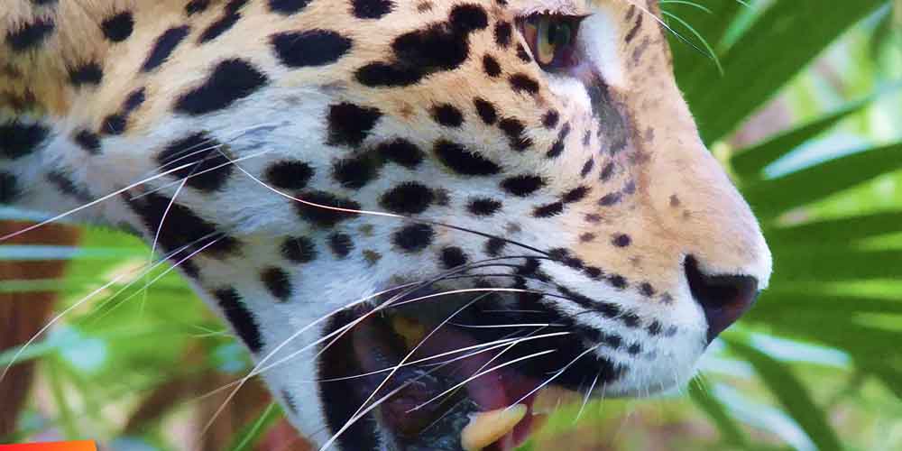 Jaguar :: Belize has a large jaguar population