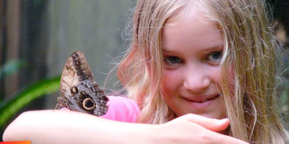 Butterflies thrive in Belize :: Green Hills Butterfly Ranch
