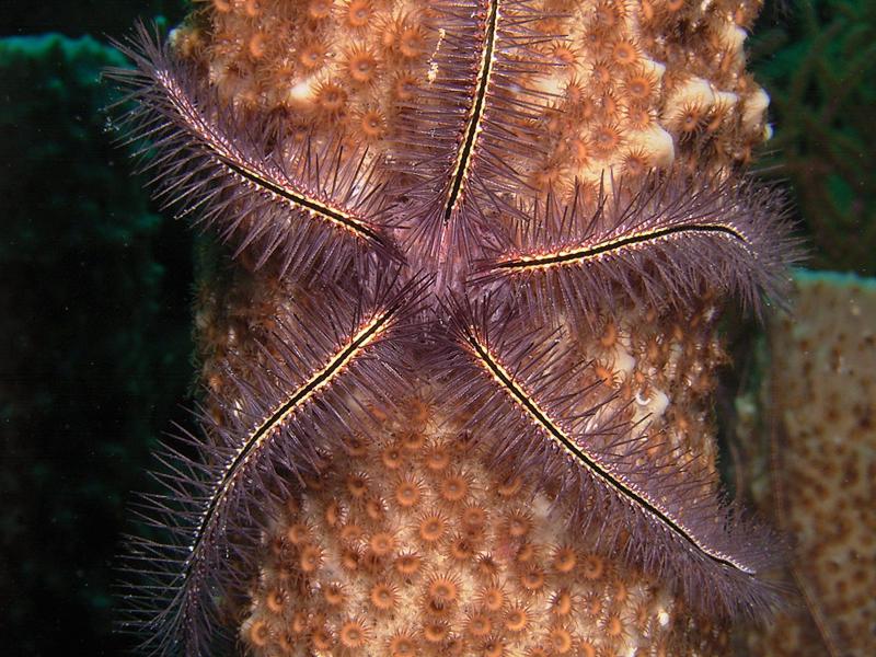 Brittle starfish