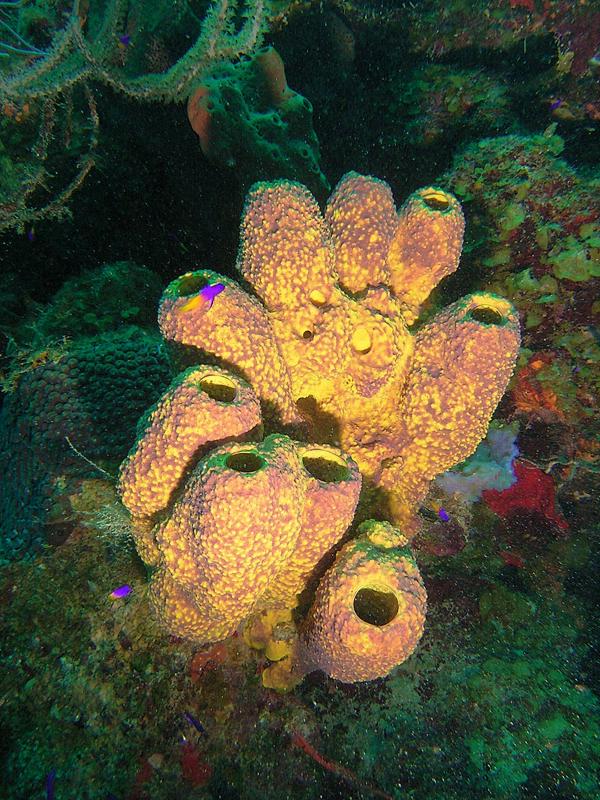 Tube sponge