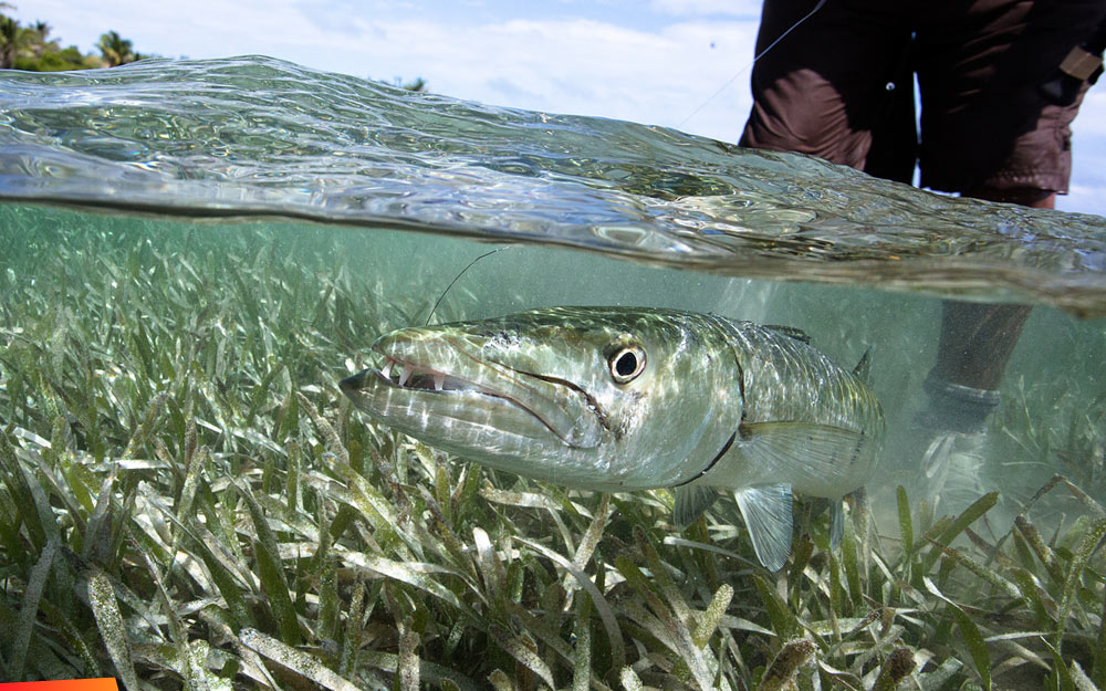 Barracuda in shallow water with seagrass