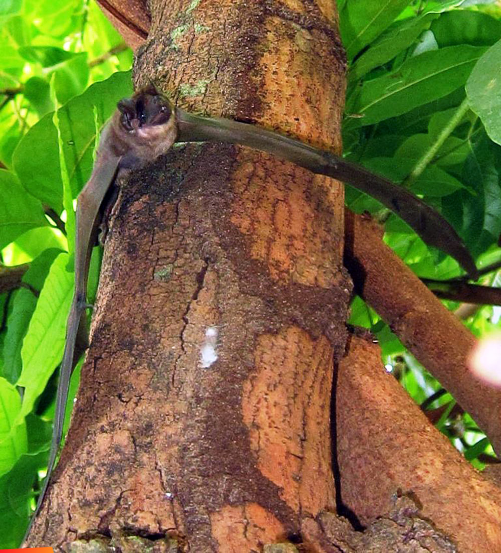 Is it a bird? Is a plane? No it's Belize Raptor Centre releasing bats in the Mahogany Tree in our yard (garden)! 