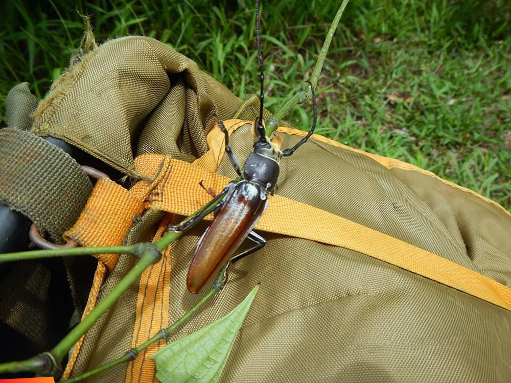 Big Insect! A hitch-hiker in the Chiquibul on the park ranger gear.
