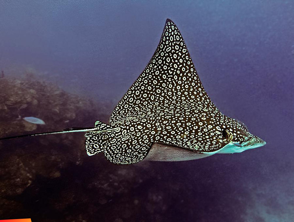 Nice close photo of a spotted eagle ray