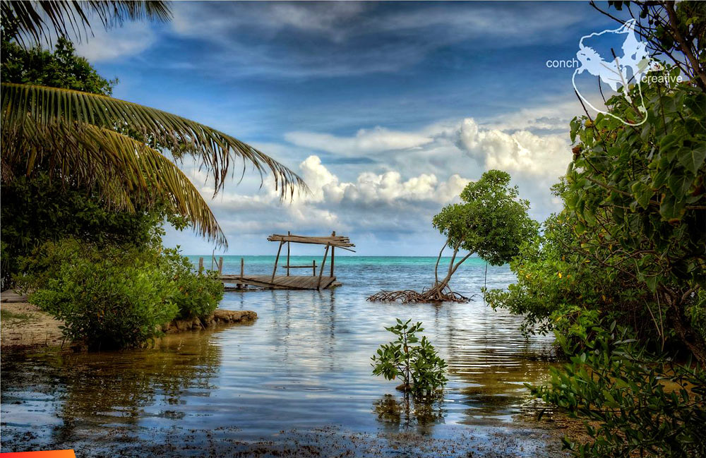Mangroves are a precious resource of Ambergris Caye