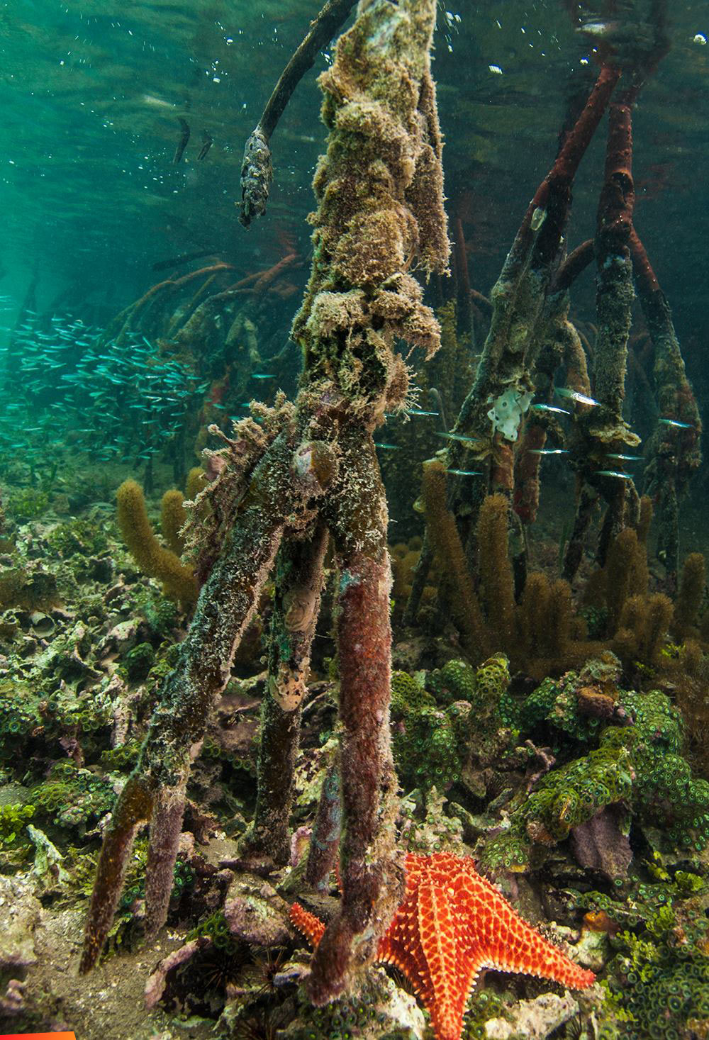 Mangrove roots under the sea, a special spot in the Pelican Range