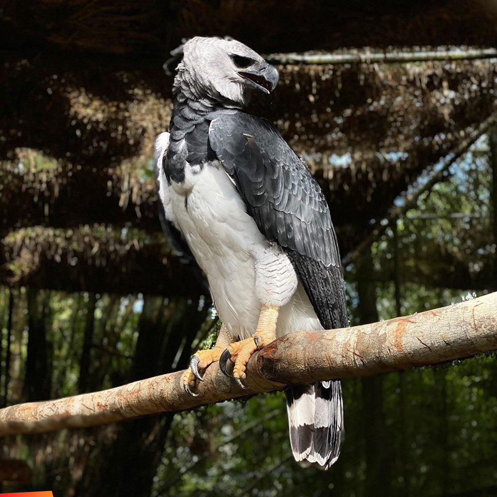 Da Queen: Harpy Eagle