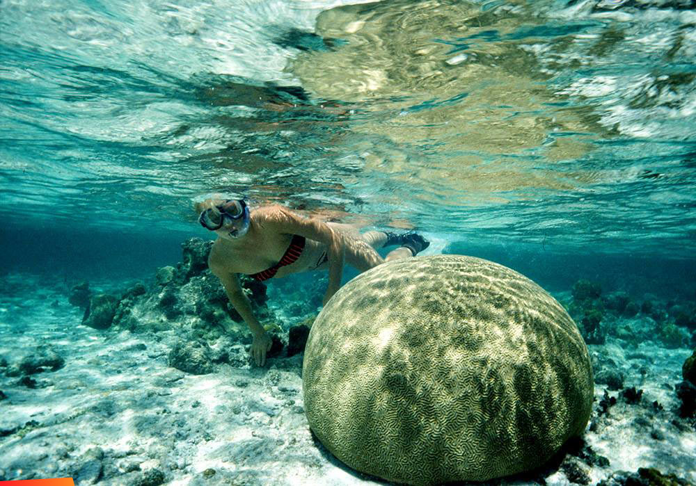 Snorkeler approaching brain coral in shallow water, South Water Caye