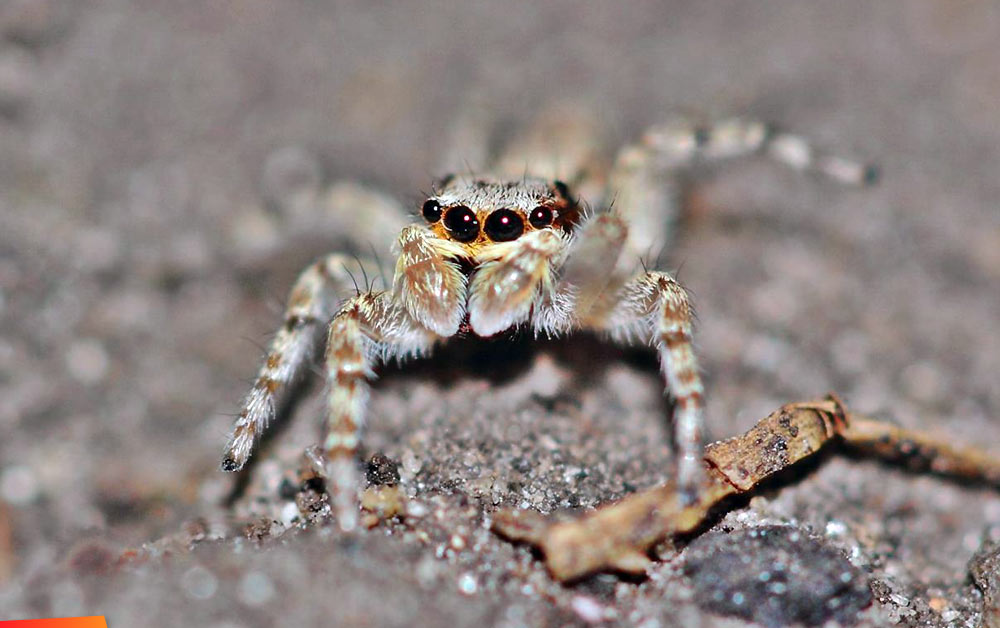 Spookily Cute Spider