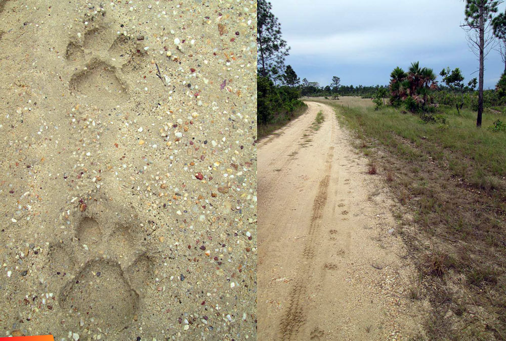 Jaguar tracks along the side of the road