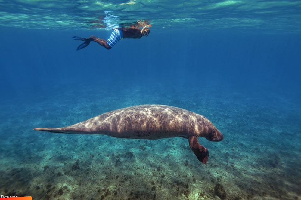 Jamal Galves enjoying snorkeling with his gentle giant manatee friend