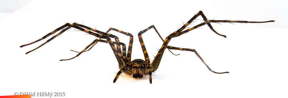 Spider, Trechalea sp.