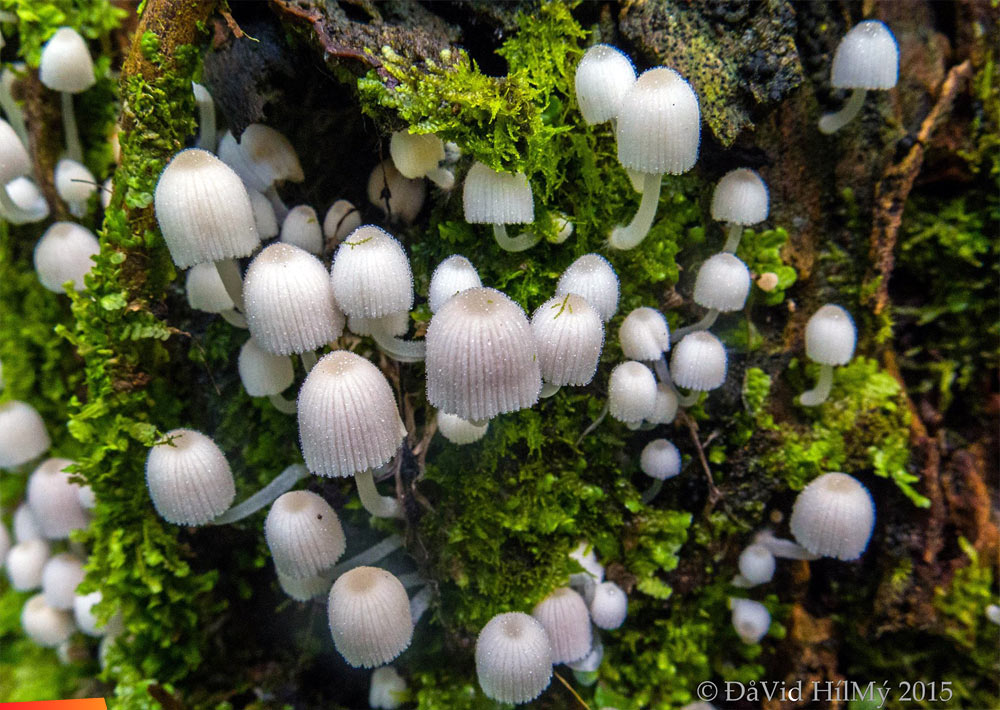 Little mushrooms in Alta Vista, Stann Creek