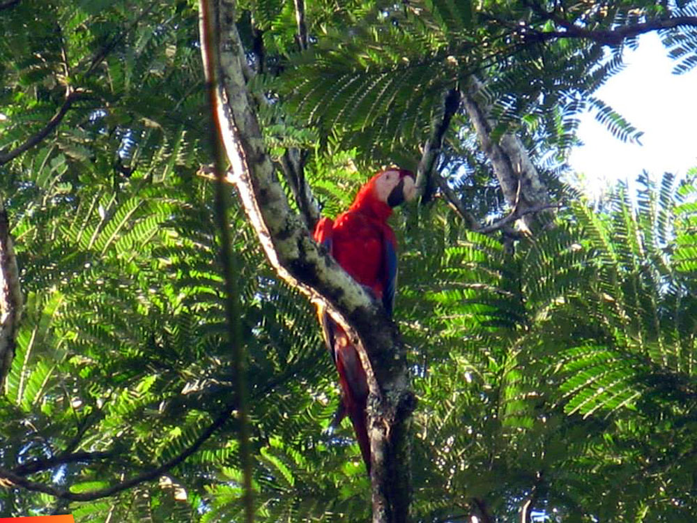 Scarlet Macaw: Volunteering with Scarlet Six in the Chiquibul Forest Reserve