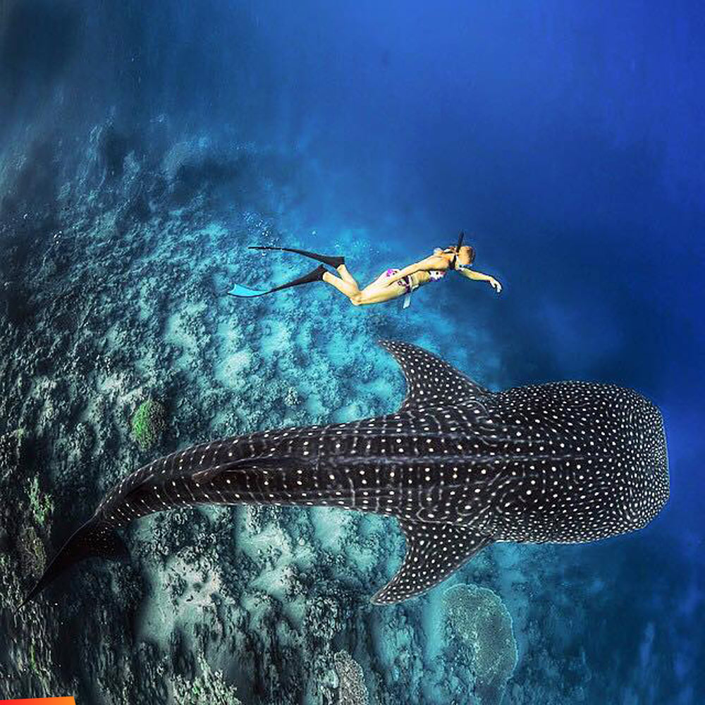 Whale shark with diver, from above and below