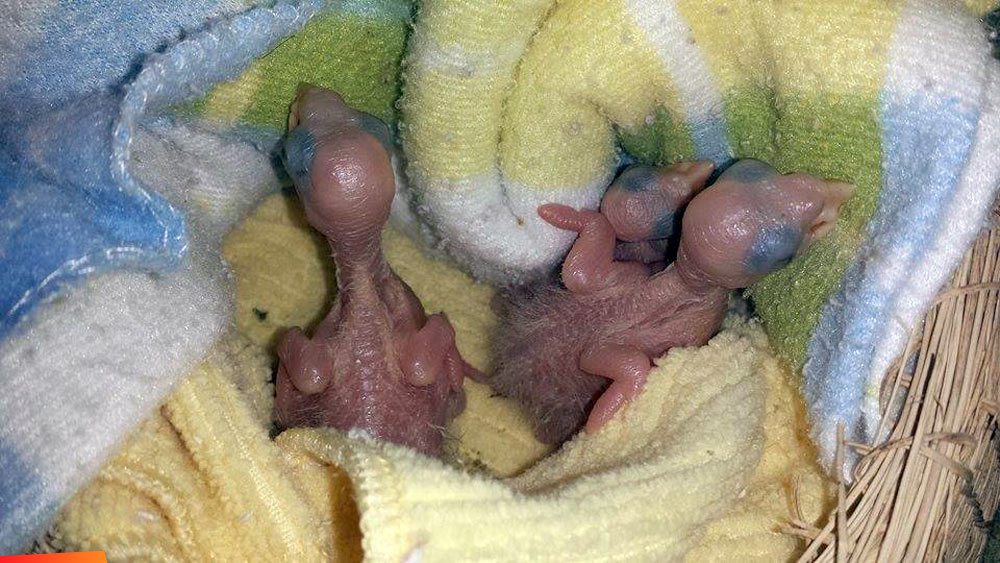 Three tiny green parrot babies, less than 48hrs old
