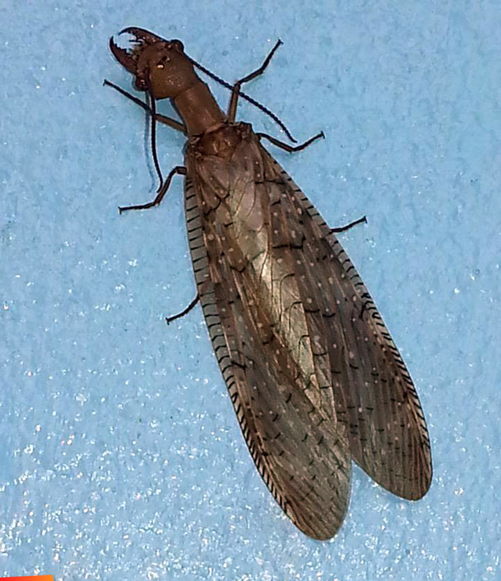 Dobson fly, Megaloptera Corydalidae