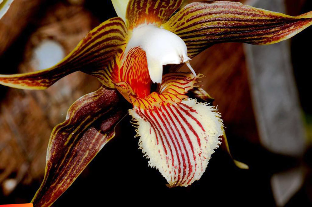 Amazing orchid, Galeottia grandiflora