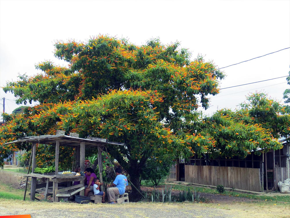 Craboo tree flowering, Maya Center Village