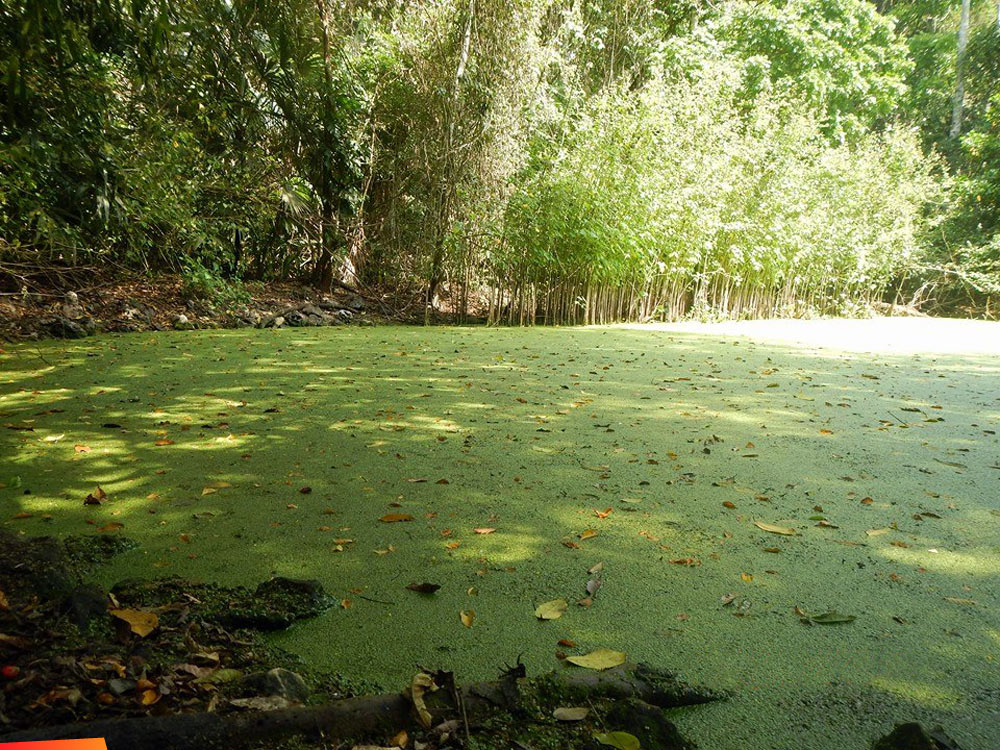 Man made pond in the Chiquibul, created by the ancient Maya that served as a reservoir for water