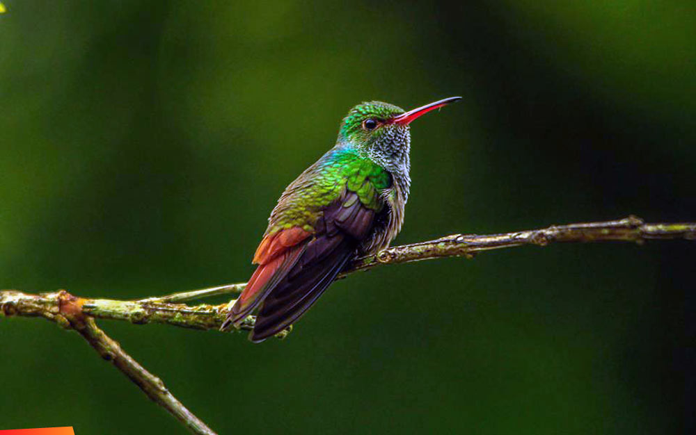 Rufous-tail Hummingbird, Amazilia tzacatl